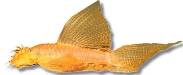 Ancistrus sp gold longfin mal 5–6 cm algätare
