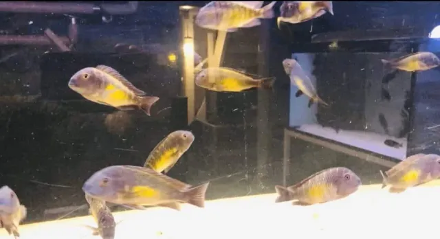 Tropheus kalambo VF akvariefisk vildfångad 7–9 cm
