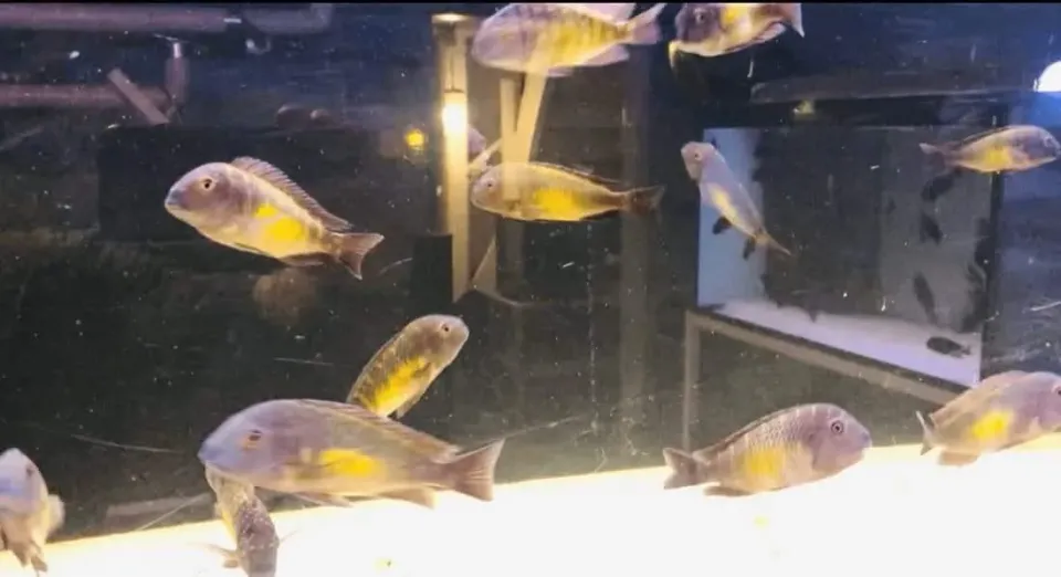 Tropheus kalambo VF akvariefisk vildfångad 7–9 cm