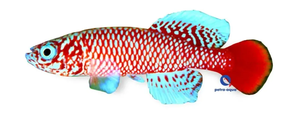 Näsets Nothobranchius kilomberoensis killifisk 2,5–3,5 cm
