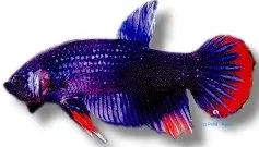 Näsets Ciklidhobby Crescent Penang Betta imbelis kampfisk 2–3 cm
