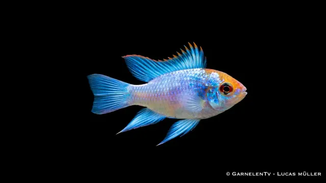 Garnelen TV Microgeophagus ramirezi Electric Blue ciklid