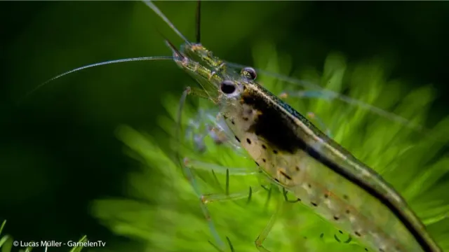 Garnelen TV Amanogarnea Caridina multidentata algräka M 3–4 cm