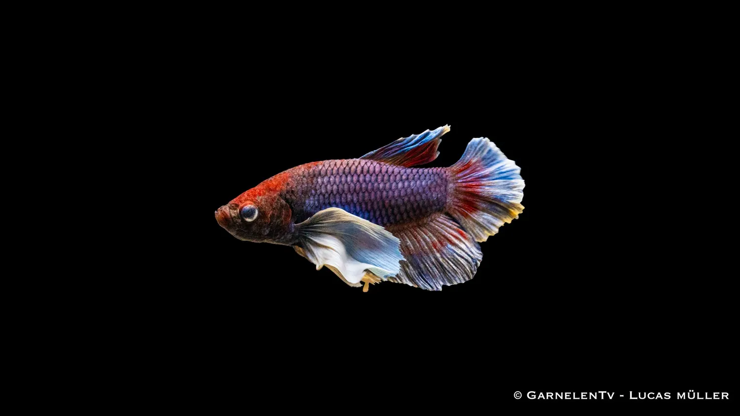 Garnelen TV Betta splendens kampfisk hane dumbo ear plakat