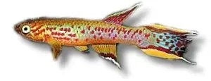 Näsets Ciklidhobby Aphyosemion australe killifisk 3–4 cm