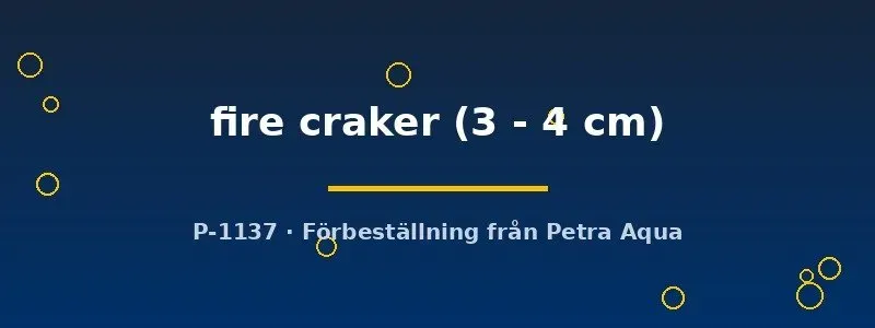 Näsets Ciklidhobby Tropheus Moliro Fire Cracker ciklid 3–4 cm
