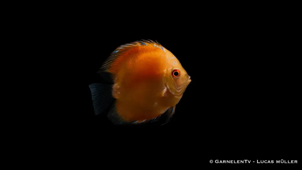 Garnelen TV Diskus Yellow Marlboro diskusfisk gul