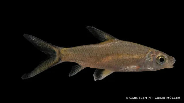 Garnelen TV Balantiocheilos melanopterus stimfisk 5-8cm