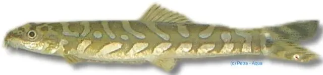 Näsets Ciklidhobby Nemacheilus triangularis akvariefisk 4–5 cm bottenlevande