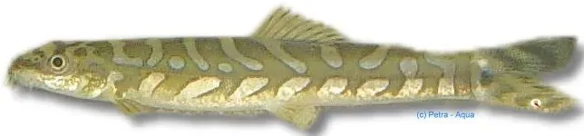 Näsets Ciklidhobby Nemacheilus triangularis akvariefisk 4–5 cm bottenlevande