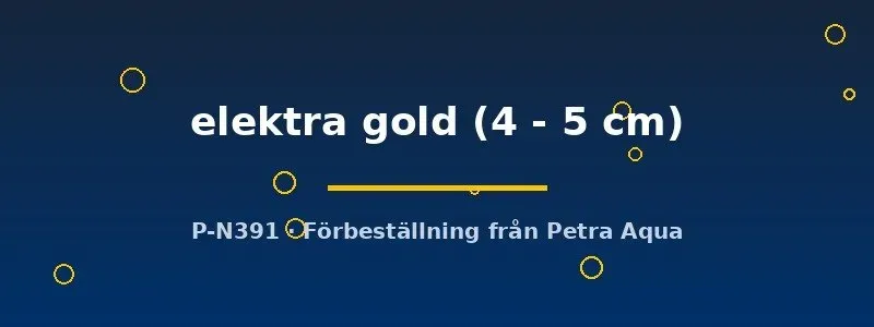 Näsets Ciklidhobby Cyrtocara elektra gold ciklid 4–5 cm malawi