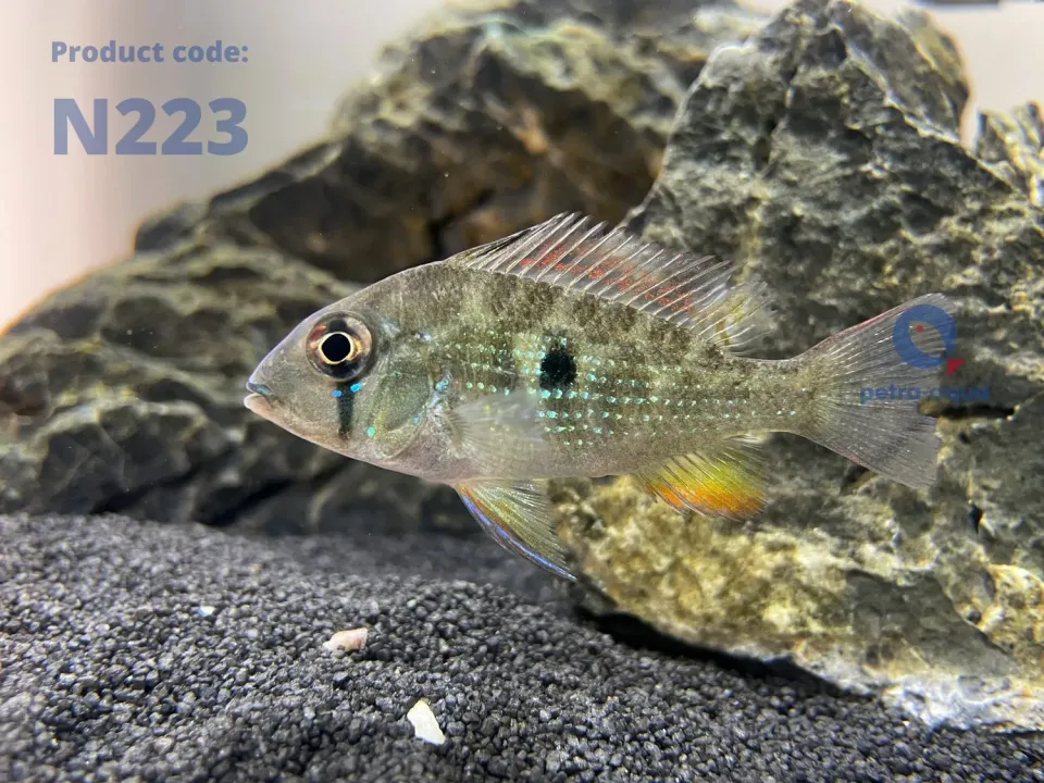 Näsets Ciklidhobby Acarichthys heckeli ciklid 4–5 cm