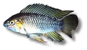 Näsets Ciklidhobby Apistogramma dvärgciklid opal XL