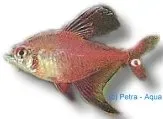 Näsets Ornate Tetra Hyphessobrycon Roberti akvariefisk 2,5 cm