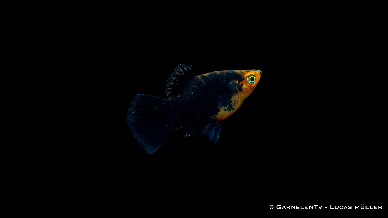 Garnelen TV Platy Marygold prickig Xiphophorus maculatus