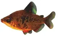 Distichodus affinis silver distichodus akvariefisk 3–3,5 cm