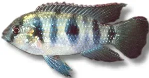 Pelmatochromis thomasi thomas ciklid akvariefisk 5,5–6 cm