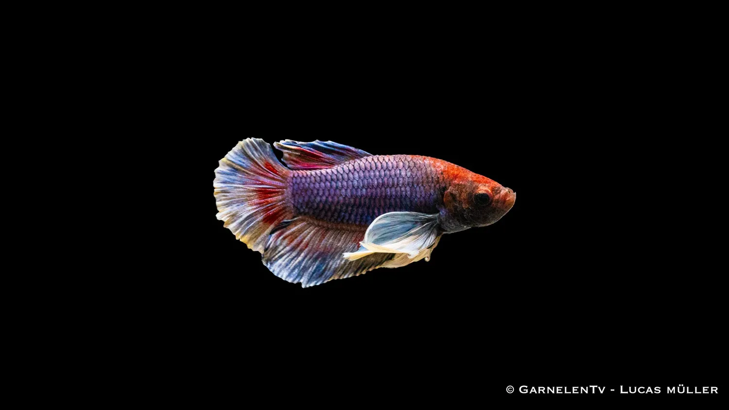 Garnelen TV Betta splendens kampfisk hane dumbo ear plakat