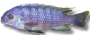 Cynotilapia afra red dorsal malawiciklid 7–9 cm