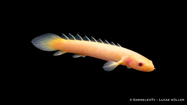 Garnelen TV Senegal fengädda albino akvariefisk