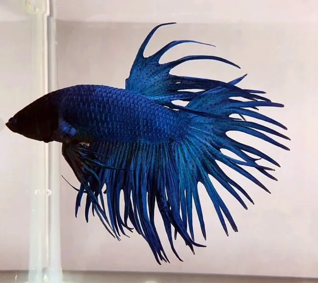 Näsets Ciklidhobby Betta Crowntail Blue kampfisk XL hane