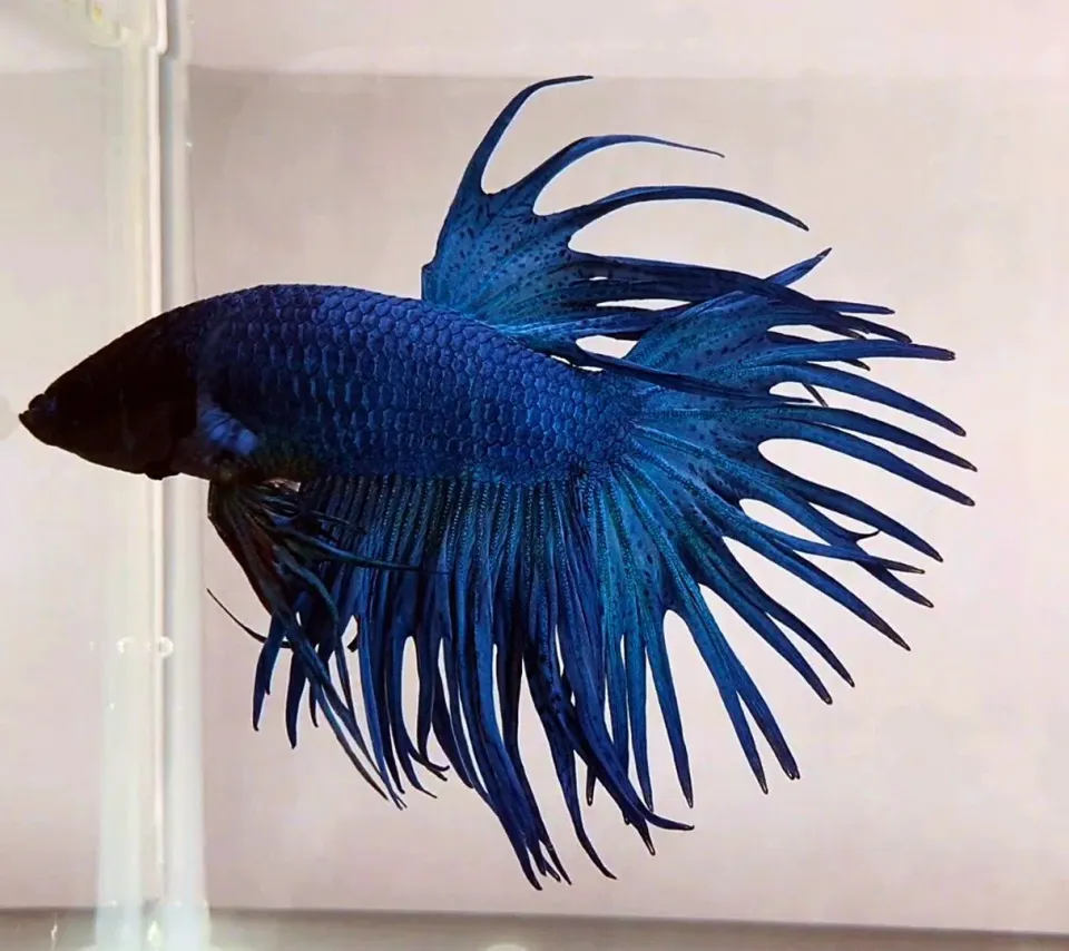 Näsets Ciklidhobby Betta Crowntail Blue kampfisk XL hane