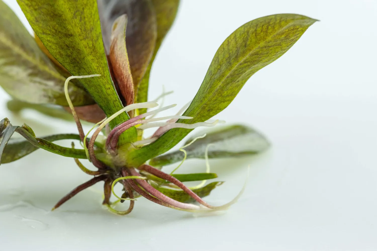 Akvarievalvet Echinodorus Reni akvarieväxt röd rosettväxt