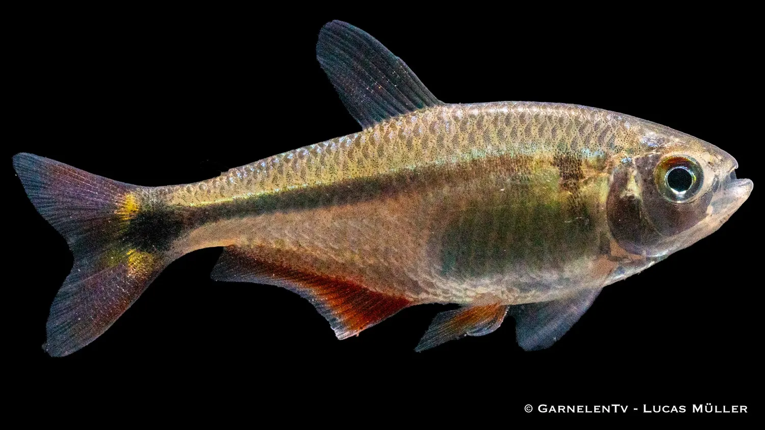 Hemigrammus caudovittatus tetra stimfisk