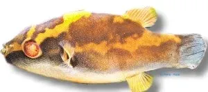 Carinotetraodon lorteti kulfisk Red-Eye Puffer >2,5 cm sötvatten