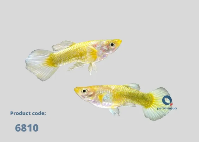 Näsets Ciklidhobby Poecilia ret. full gold vietnam guppy par 3–4 cm