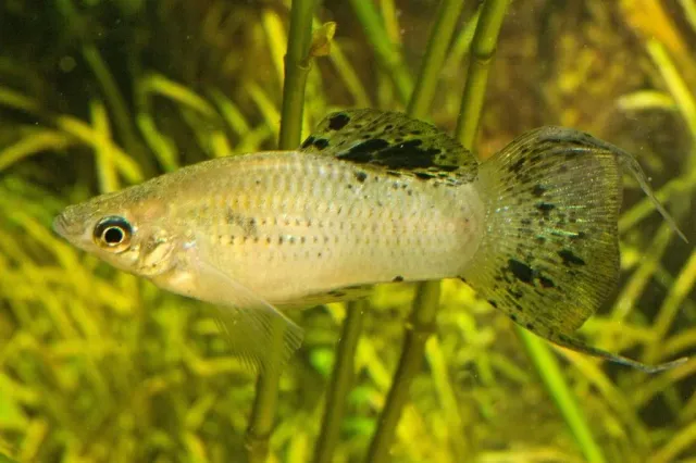 Näsets Ciklidhobby Poecilia sphenops Wild Colored akvariefisk 3-4 cm