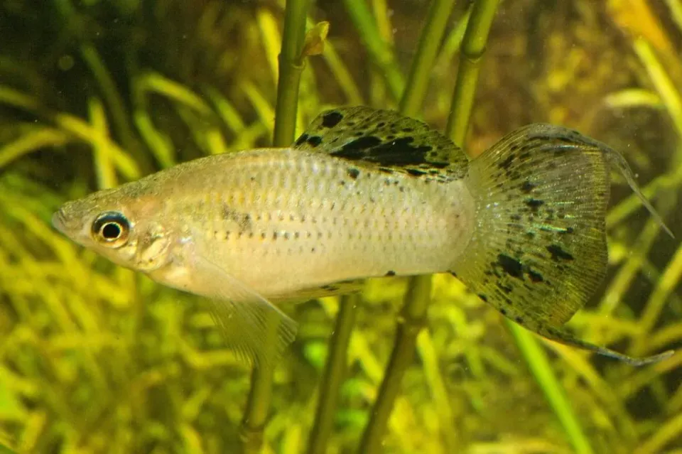 Näsets Ciklidhobby Poecilia sphenops Wild Colored akvariefisk 3-4 cm