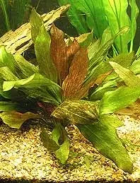 Näsets Ciklidhobby Echinodorus Red Flamme akvarieväxt pot röd