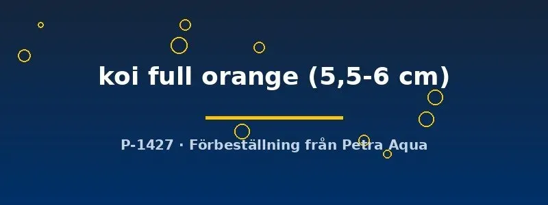 Näsets Ciklidhobby Pterophyllum scalare koi fisk 5,5–6 cm orange