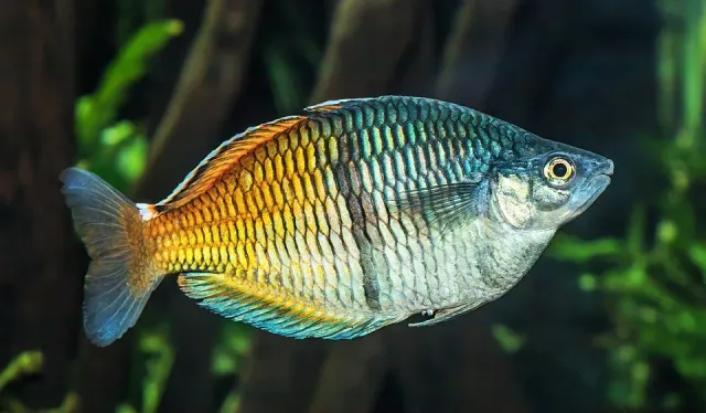 Näsets Ciklidhobby Melanotaenia boesemani regnbågsfisk 6–7 cm