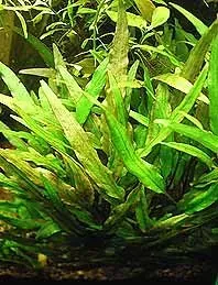 Näsets Ciklidhobby Cryptocoryne lutea akvarieväxt kruka