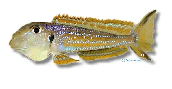 Xenotilapia ochrogenys ciklid 4-5 cm Kigoma sand