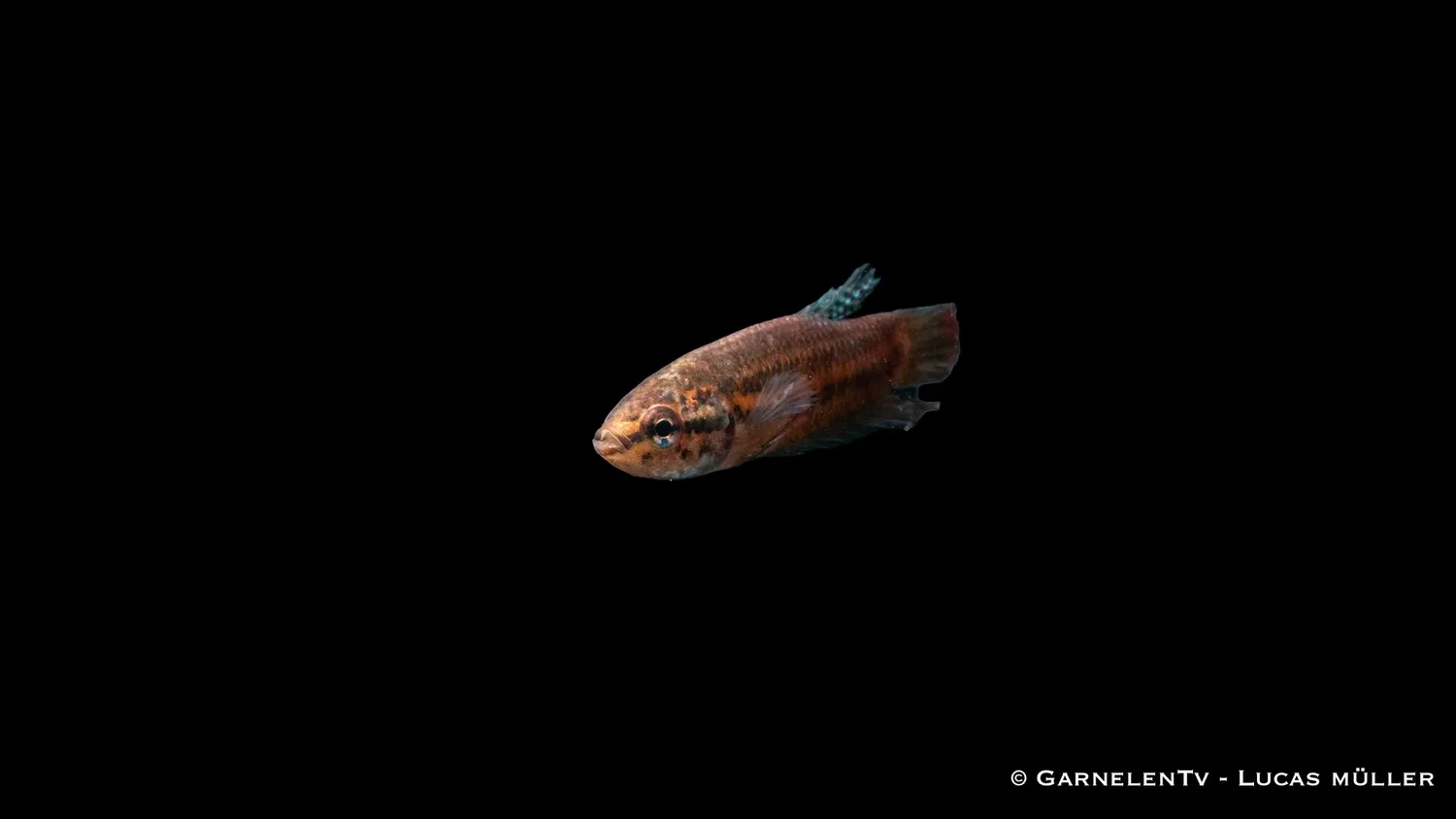 Garnelen TV Betta imbellis fredlig kampfisk