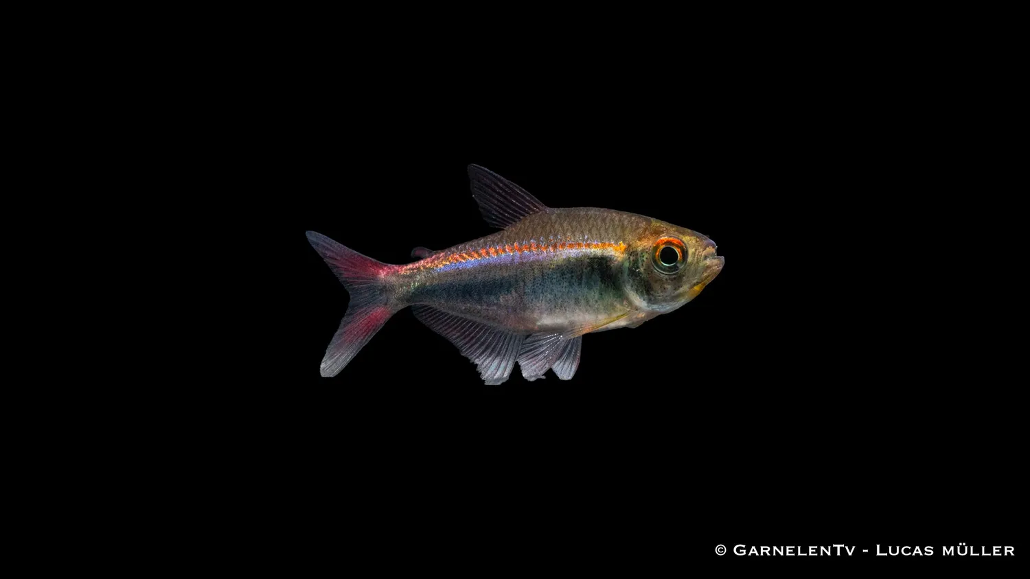 Garnelen TV Hyphessobrycon margitae tetra stimfisk röd-blå
