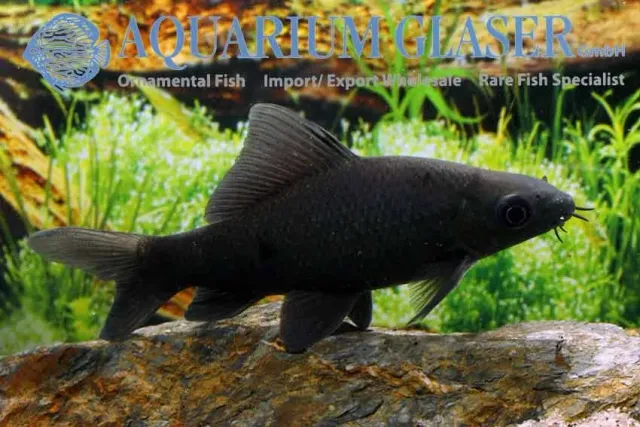 Näsets Ciklidhobby Black shark Labeo chrysophekadion akvariefisk 6–8 cm