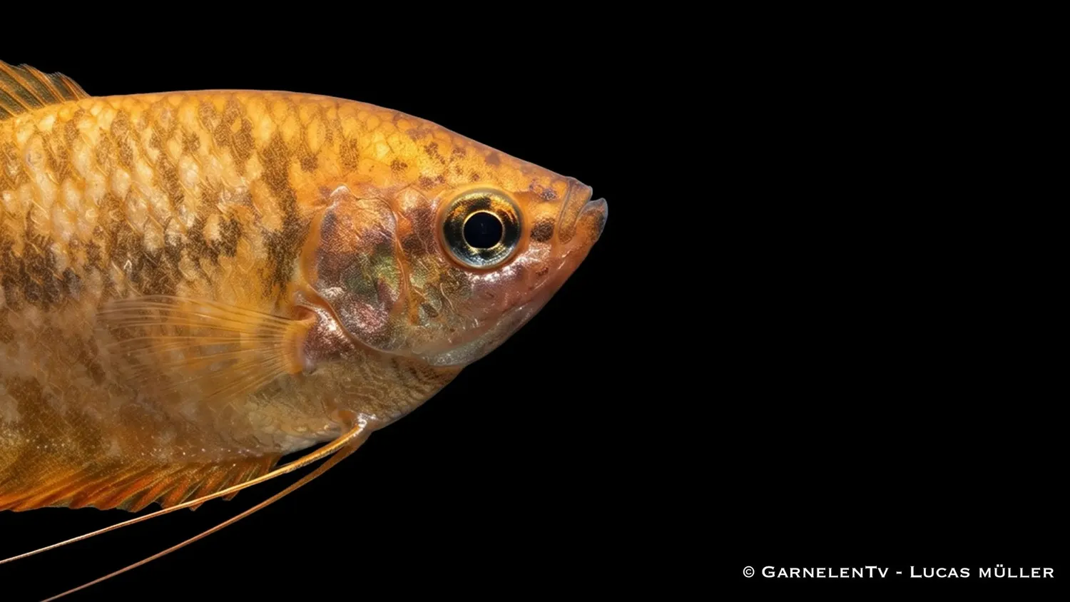 Garnelen TV Trichogaster trichopterus gurami guld orange