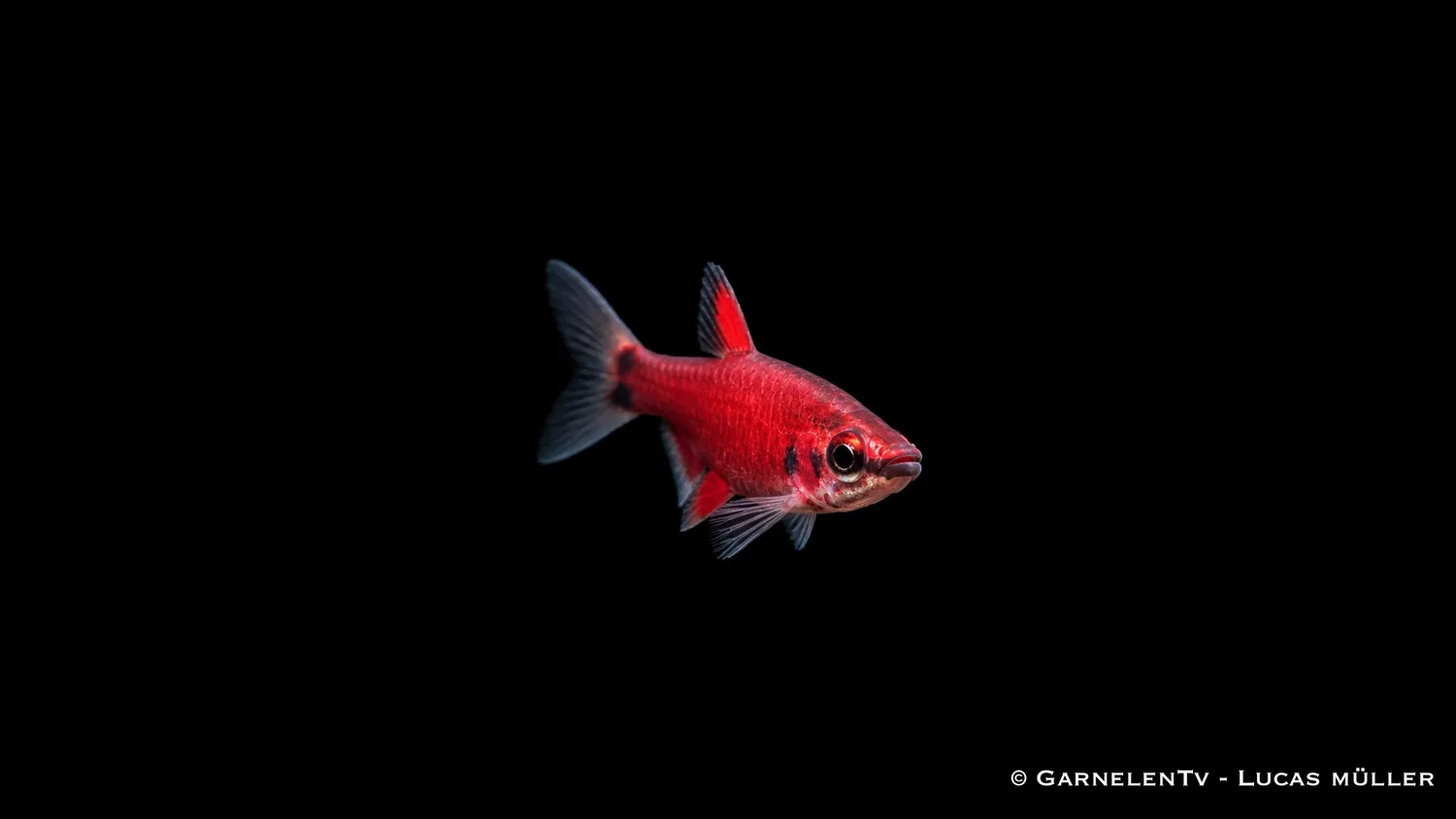 Garnelen TV Nannostomus sp. Amaya tetrafisk scharlakansröd