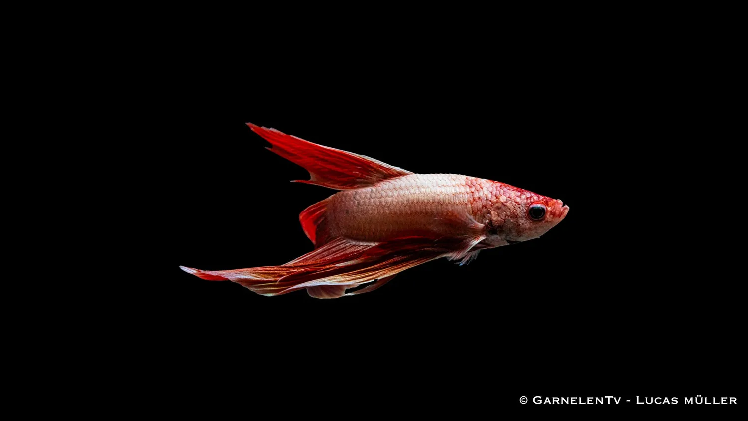 Garnelen TV Dragon Metallic kampfisk hane metallic