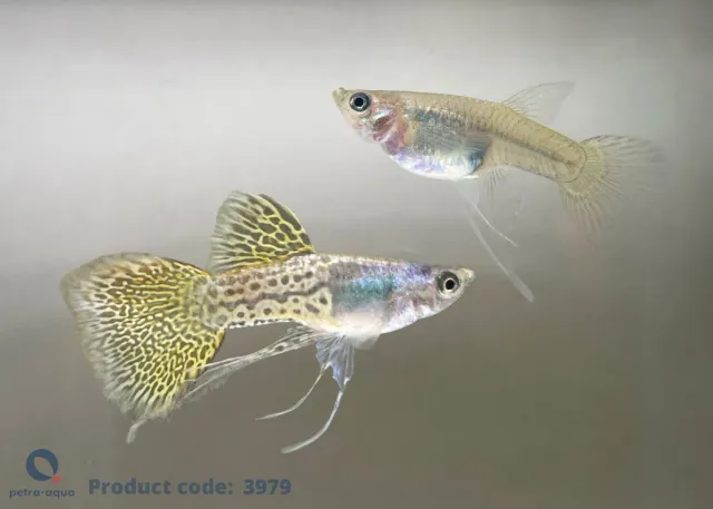 Näsets Ciklidhobby Poecilia ret. metal yellow lace par 2-3 cm guppy