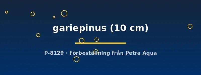 Näsets Ciklidhobby Clarias gariepinus ålmal 10 cm rovm