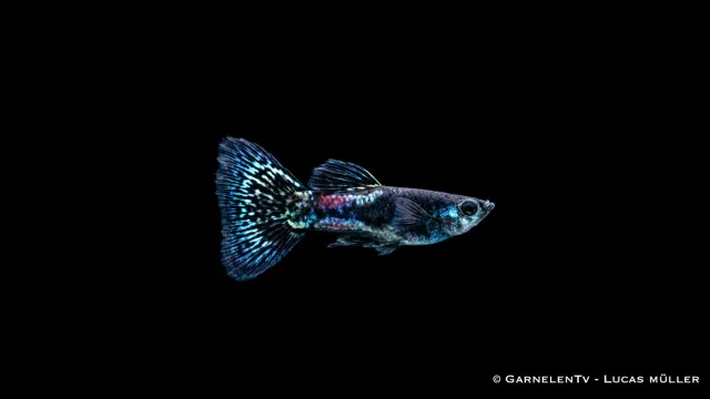 Garnelen TV Black Metal Lace guppyhane Poecilia svart