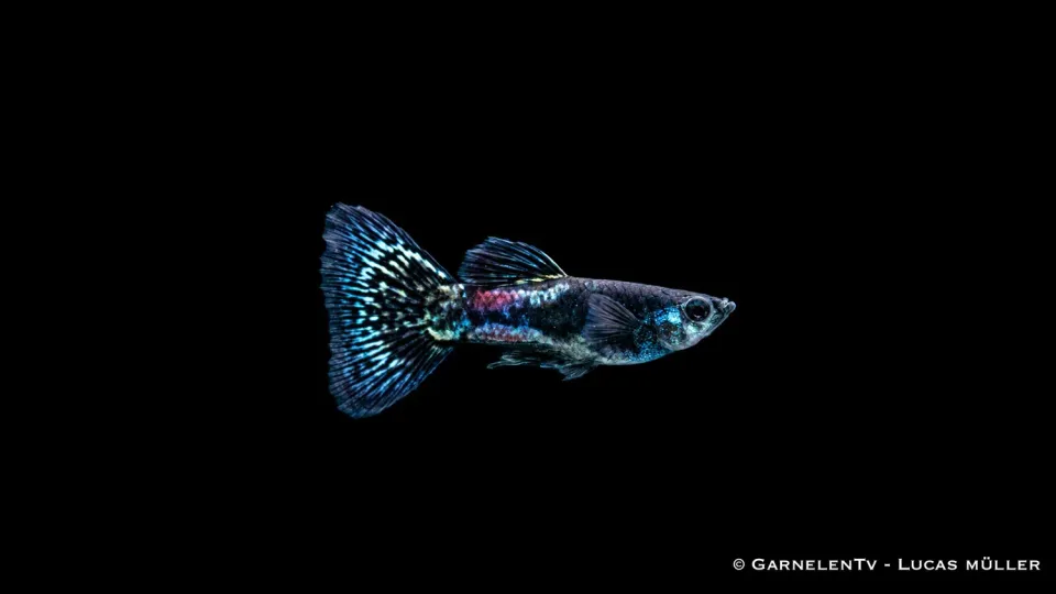 Garnelen TV Black Metal Lace guppyhane Poecilia svart
