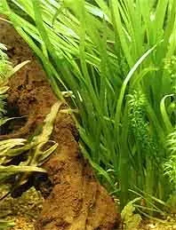 Vallisneria spiralis akvarieväxt kruka bakgrund