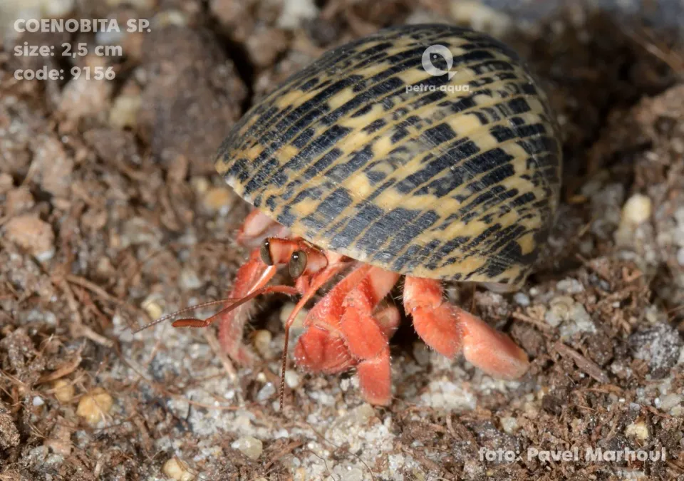 Näsets Ciklidhobby Coenobita sp. eremitkräfta 2,5–3 cm landdjur