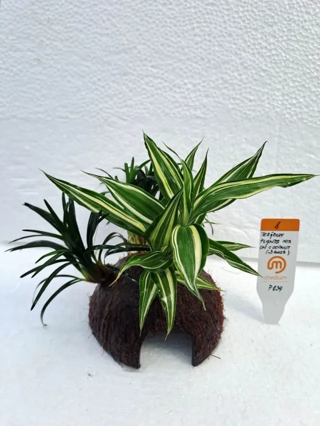 Näsets Ciklidhobby Terarium plants mix on coconut terrariumväxt 3-buskar